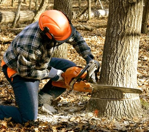 Tree Removal in Thrall, TX